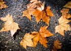 2015-11---P1030855 Leaves-on-Ground ok